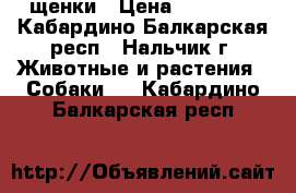 щенки › Цена ­ 10 000 - Кабардино-Балкарская респ., Нальчик г. Животные и растения » Собаки   . Кабардино-Балкарская респ.